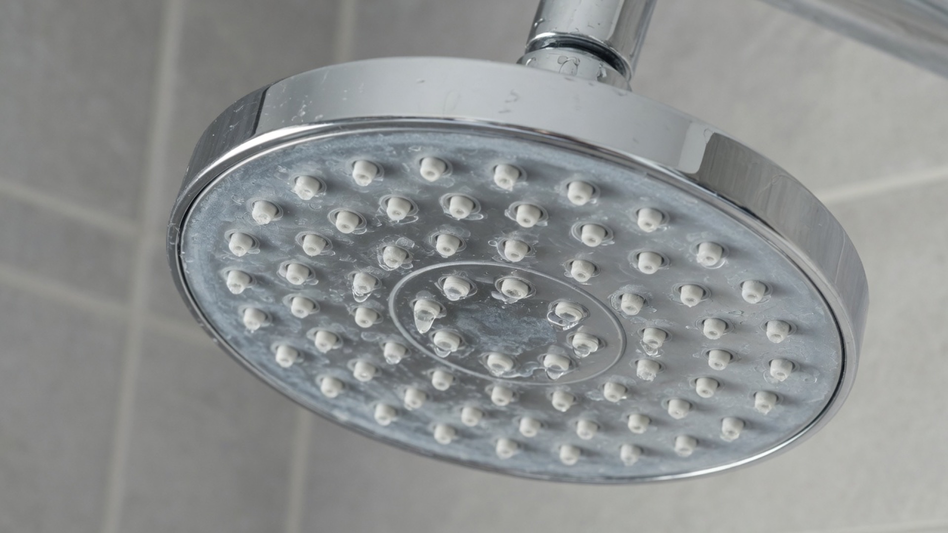 Chrome shower head with light mineral scale around the nozzles in a bathroom